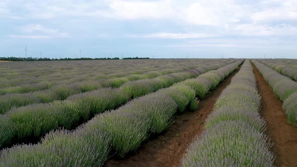 Spring lavender field, not fully blossomed