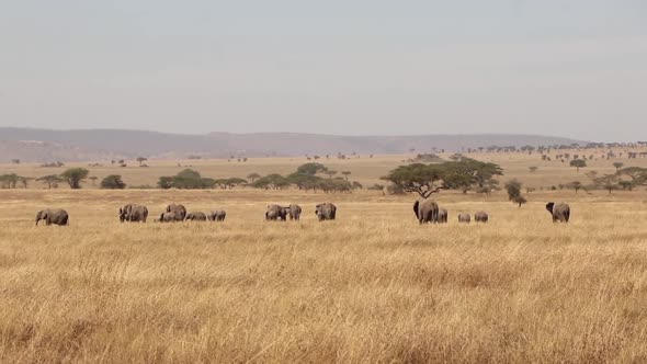 Herd of African Elephants in the Distance of Serengeti Plains Tanzania