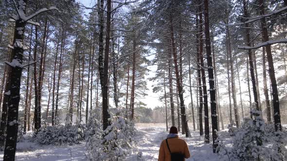 Man Walk in Snowy Pine Forest Frosty Sunny Winter Landscape