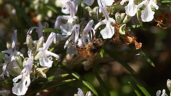 European Honey Bee, apis mellifera, Bee foraging a Rosemary Flower, Pollination Act, Normandy