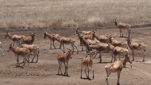 Topi, damaliscus korrigum, Group standing in Savannah, Nairobi Park in Kenya, Slow motion