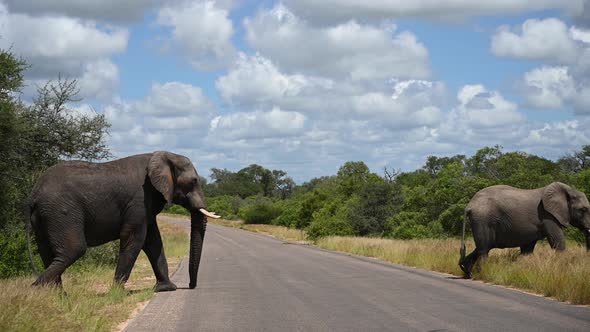 Big and Young Elephants Crossing the Road at Kruger Park