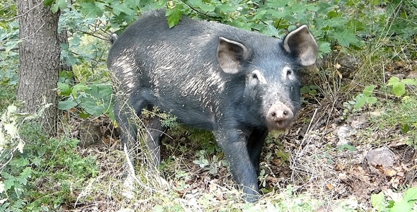 Wild Pig 1