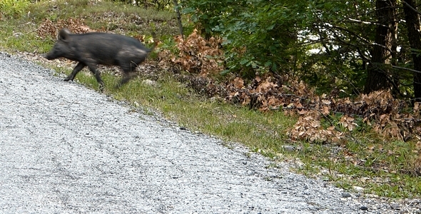 Wild Pig 2