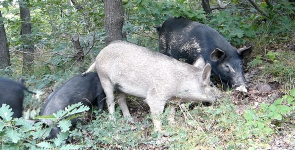 Wild Pigs 1