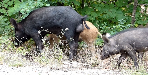 Wild Pigs 2