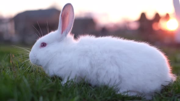 Beautiful White Fluffy Bunny Playing in the Green Grass