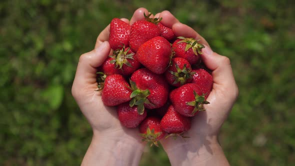 Close Up of Handful of Fresh Organic Ripe Strawberries