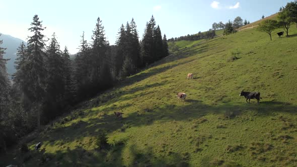 Panoramic Countryside Landscape with Grazing Cows