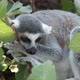 Pleasant Lemur Holding a Twig and Sleeping in a Green Tree on a Sunny Day in Summer - VideoHive Item for Sale