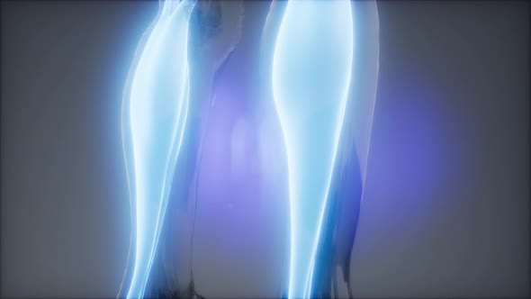 Gastrocnemius- Visible Muscle Anatomy Map alt