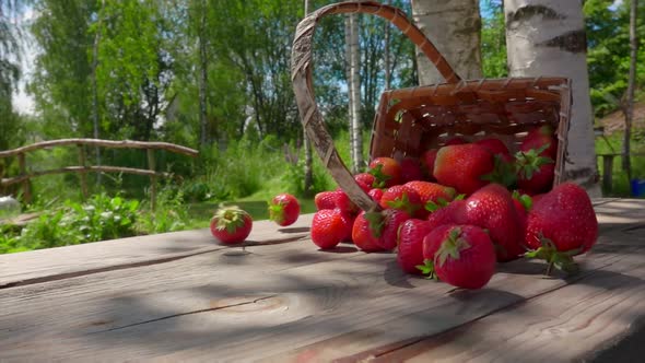 Basket Is Falling and Large Tasty Strawberries Are Bouncing on the Wooden Table