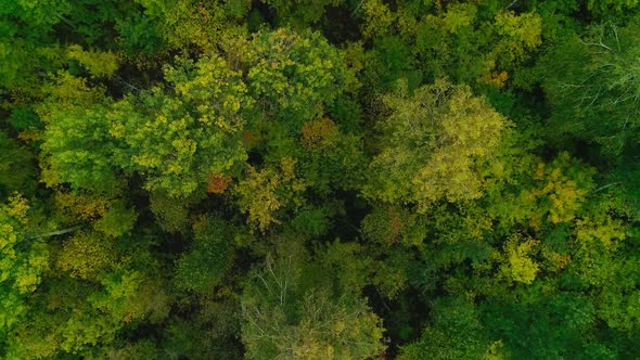 Aerial Video of Autumn Forest in the Evening