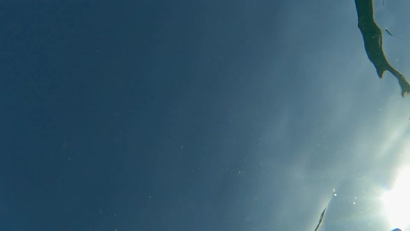 Bottom up underwater pov of one fish swimming with sea water surface in background. Slow motion