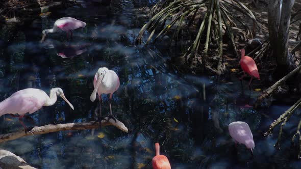 Roseate Spoonbill Platalea Ajaja Wading in Water