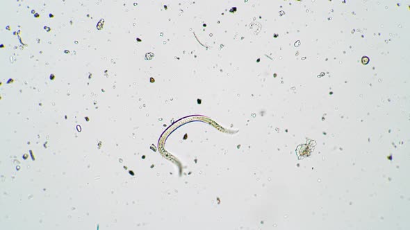 Roundworm Nematode Moves in Fresh Water Under a Microscope Close Up