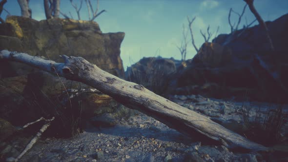 Dry Dead Tree Branches and Mountain Ridge