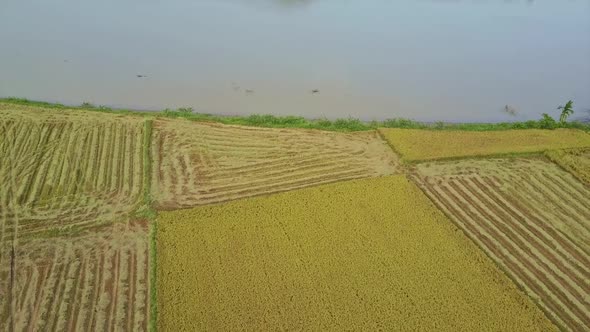 Flycam Moves From Lake Across Rice Fields To Men and Cars