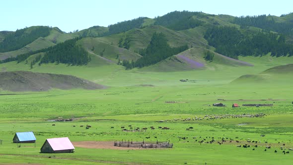 Little Vilage Farm Houses and Herds of Livestock in Wide Green Grassland at Edge of Forested Hill