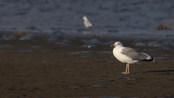 A seagull stands on a sandy shore. Sea waves in the background.