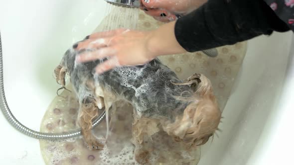 Female Hands Washing Small Dog