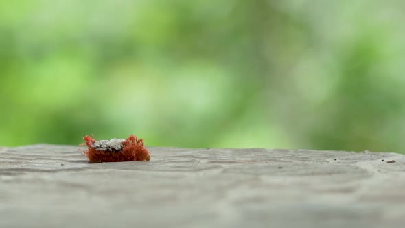 Close up shot of red hairy Caterpillar creature crawling on the ground. Beautiful green wilderness i