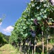 Vineyard timelapse - VideoHive Item for Sale