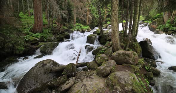 Mountain River in the Wood