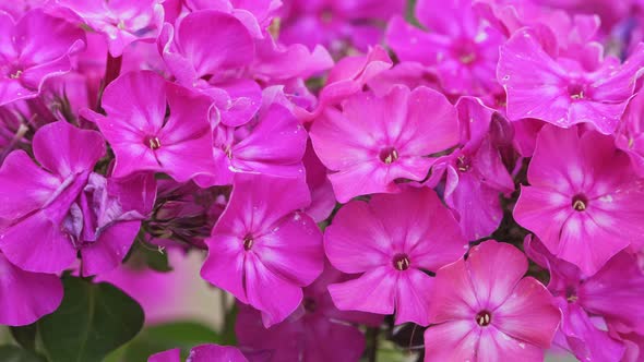 Red flame flowers of phlox (Phlox paniculata)