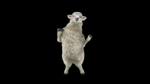 24 Sheep Dancing HD