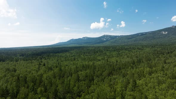 Panorama of green summer forest on mountain background