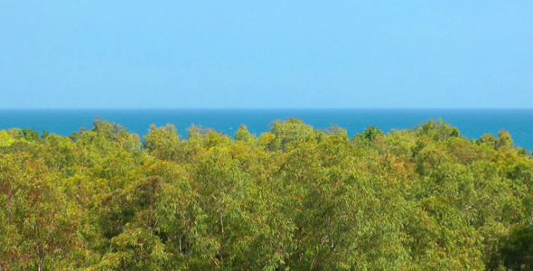 Forest and the Sea