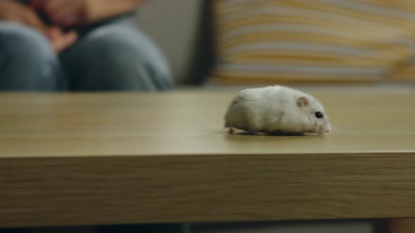 White Hamster Running Around the Coffee Table