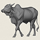 Indian Ox Print Ready 3D Model - 3DOcean Item for Sale