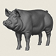 Pig Print Ready 3D Model - 3DOcean Item for Sale