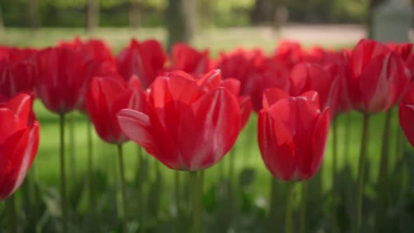 Lots of Beautiful Red Tulips and Flowers on the Green Lawn