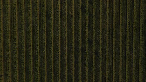 Top View Aerial View Landscape Agricultural Orchard Nature