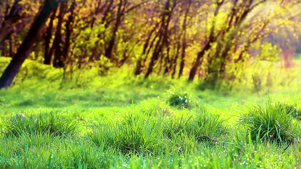 morning in a forest slow motion