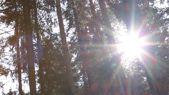 Dazzling Sunlight Through Pines