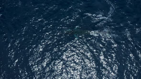 Aerial view of a sperm whale in the ocean, Azores, Portugal.