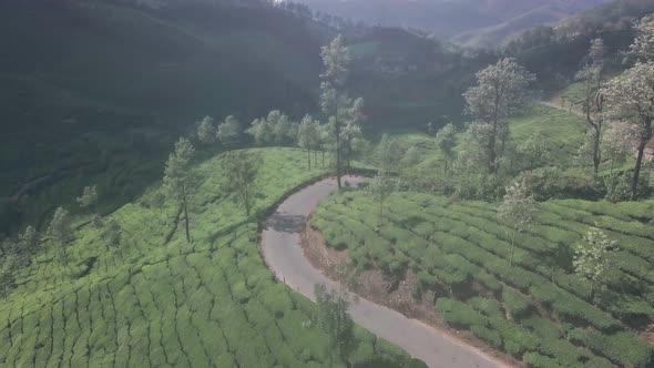 Tea plantation landscape in the mountains of Munnar, India. Aerial drone view