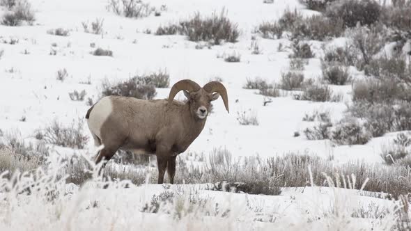 Bighorn sheep ram standing in snow on hillside