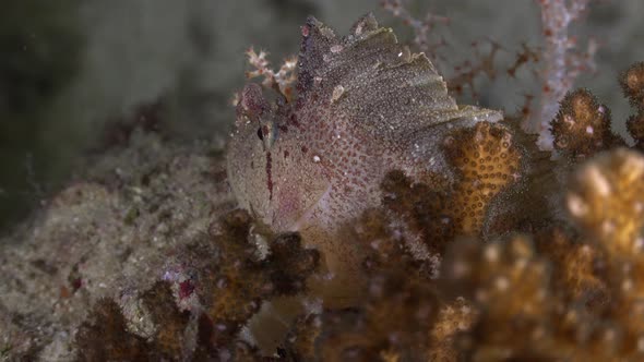 White leaf scorpionfish (Taenianotus triacanthus) close up behind corals on tropical coral reef