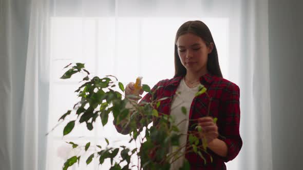 Happy Young Woman Sprays Large Old Ficus Plant at Home