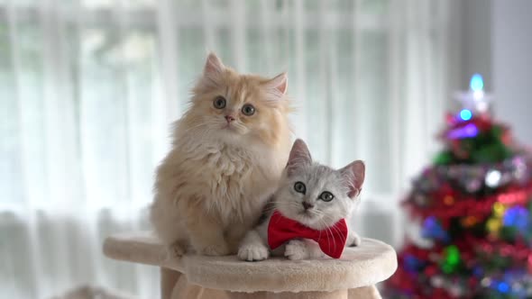 Cute kittens sitting and looking at camera on Christmas Day,slow motion