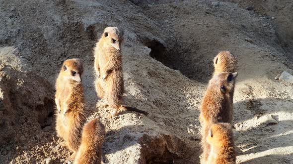 Meerkat Family Basking in the Sun