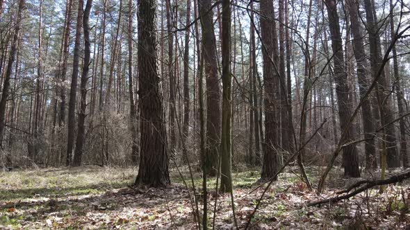 Forest Landscape Aerial View Slow Motion