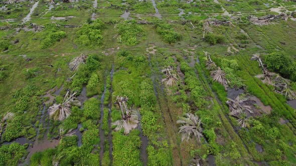 Clearing land of oil palm tree