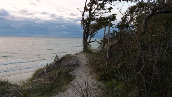 Seaside Forest