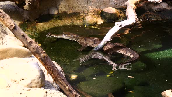 Close up shot of Caiman Crocodile swimming in water pool surrounded by rocks in sunlight